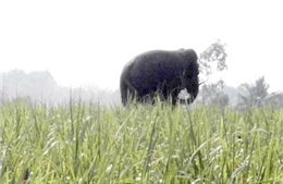 Cả đàn voi rừng liên tục kéo về phá hoa màu ở Đồng Nai