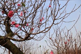 Hà Nội sẽ tổ chức 47 chợ hoa Xuân