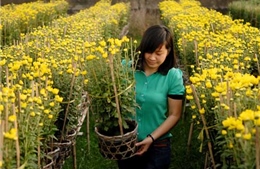 TP Hồ Chí Minh rực sắc hoa đón Tết