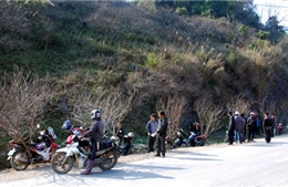 Đào rừng về phố