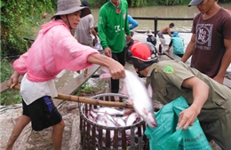 Năm 2014, sản lượng thủy sản ĐBSCL tăng hơn 400.000 tấn