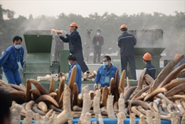 Hong Kong tiêu hủy 30 tấn ngà voi 