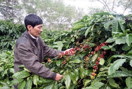 Nông dân điêu đứng vì vay lãi suất cao đầu tư vườn cà phê