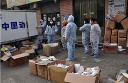 Cúm gia cầm H7N9 diễn biến phức tạp tại Trung Quốc