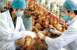Triển khai nhiều biện pháp phòng, chống dịch cúm A (H7N9) 