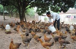 Đầu xuân, thăm gia đình người Mường làm kinh tế giỏi