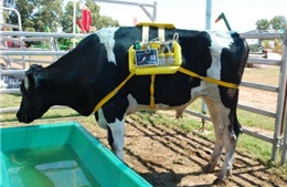 Biến khí thải từ miệng bò thành nhiên liệu
