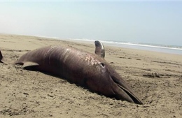 Cá heo chết hàng loạt tại bờ biển Peru 