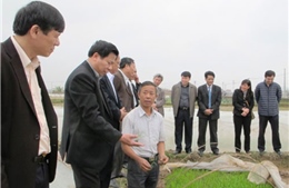 Bắc Ninh: Không để hiện tượng mạ chờ ruộng trong sản xuất vụ xuân 2014