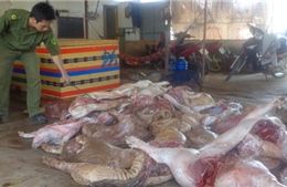 Thu 6 tạ thịt lợn thối, bệnh tại Đồng Nai