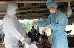 Khẩn cấp chặn dịch cúm H7N9 xâm nhập Việt Nam 