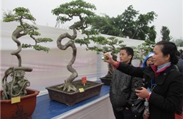 1.000 cây cảnh tham dự trưng bày Bonsai tại Yên Tử