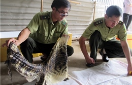 Chỉ thị về tăng cường kiểm soát, bảo tồn động vật hoang dã quý, hiếm 