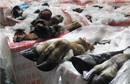 Phát hiện 1,6 tấn phụ phẩm trâu bò không nguồn gốc