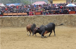 Lễ hội chọi bò u Bảo Lâm
