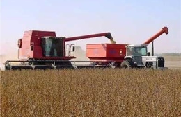 Argentina tăng cường gieo trồng đậu tương 