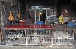 Trung Quốc: Dịch cúm gia cầm H7N9 vẫn diễn biến phức tạp 