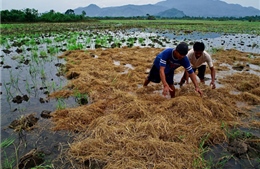  Philippines sẽ nhập khẩu 800.000 tấn gạo năm 2014 