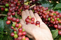 Brazil ban bố tình trạng khẩn cấp do dịch bệnh cà phê