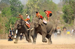 Tưng bừng hội đua voi