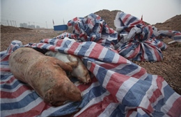 Lại đầy lợn chết trên sông Trung Quốc