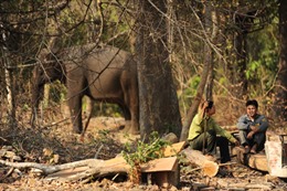 Câu chuyện đàn voi nhà ở Đắk Lắk