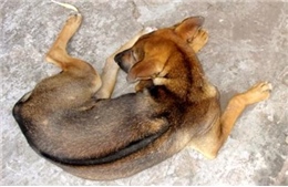 Kiên Giang bảo tồn giống chó xoáy Phú Quốc
