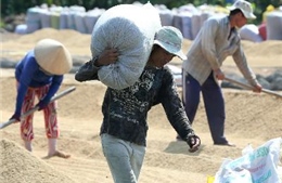 Chương trình tạm trữ 1 triệu tấn gạo - Bài 1: Nông dân chưa được hưởng lợi 