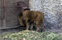 Động vật vườn thú Ukraine sắp chết đói vì khủng hoảng