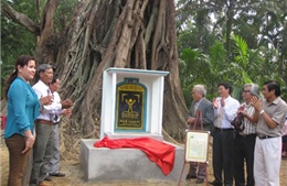 Cây đa đình Lâm Sơn-Quảng Ngãi là cây &#39;Di sản Việt Nam&#39;