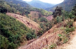 Rừng phòng hộ ở Tú Nang - Sơn La đang kiệt quệ 