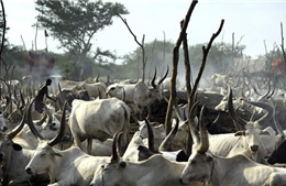 Nam Sudan: Hơn 100 người thiệt mạng trong vụ cướp gia súc