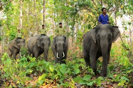 Bảo tồn voi ở Đắk Lắk