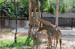 Hươu cao cổ Châu Phi sinh sản tại vườn thú bán hoang dã Bình Dương