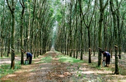 Làm giàu nhờ rừng ở  Nam Đông
