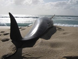 Xác cá voi khoảng 1 tấn trôi dạt vào bờ biển Quảng Bình