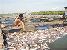 Cá nuôi bè chết hàng loạt trên sông Vàm Cỏ Đông 