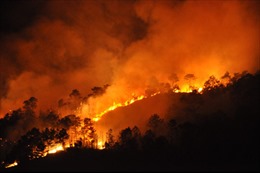 Cháy rừng thông ở Hạ Long