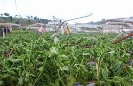 Đà Lạt: Mưa lốc gây thiệt hại nặng, làm 1 người mất tích 