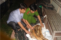 Quảng Ninh thu giữ 243,7 kg ngà voi vận chuyển trái phép