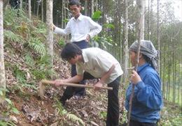 Đẩy mạnh phát triển kinh tế rừng