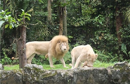 Ngắm vườn thú đêm ở Đảo quốc Sư tử
