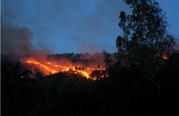 Bình Định dập tắt đám cháy rừng nghiêm trọng