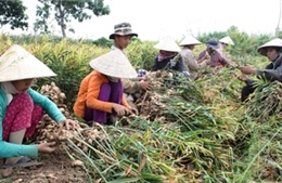 Giá gừng tăng cao nhất từ trước đến nay