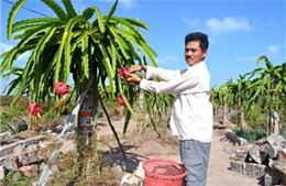 Trồng thanh long ở Cà Mau: Dễ trồng, khó bán