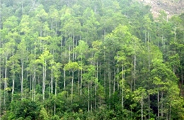 Báo động tình trạng nhận khoán phá rừng lấy đất nuôi tôm 
