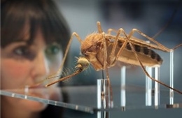 Biến đổi gen, ngăn chặn loài muỗi sinh sản 