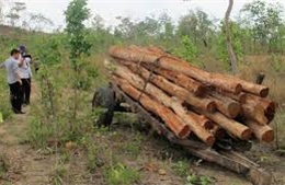 Đắk Lắk: Dân ồ ạt phá rừng lấy gỗ làm trụ tiêu