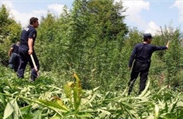 Albania tấn công &#39;Thủ phủ ma túy châu Âu&#39;