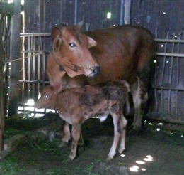Lai tạo thành công giống bò Úc tại Việt Nam